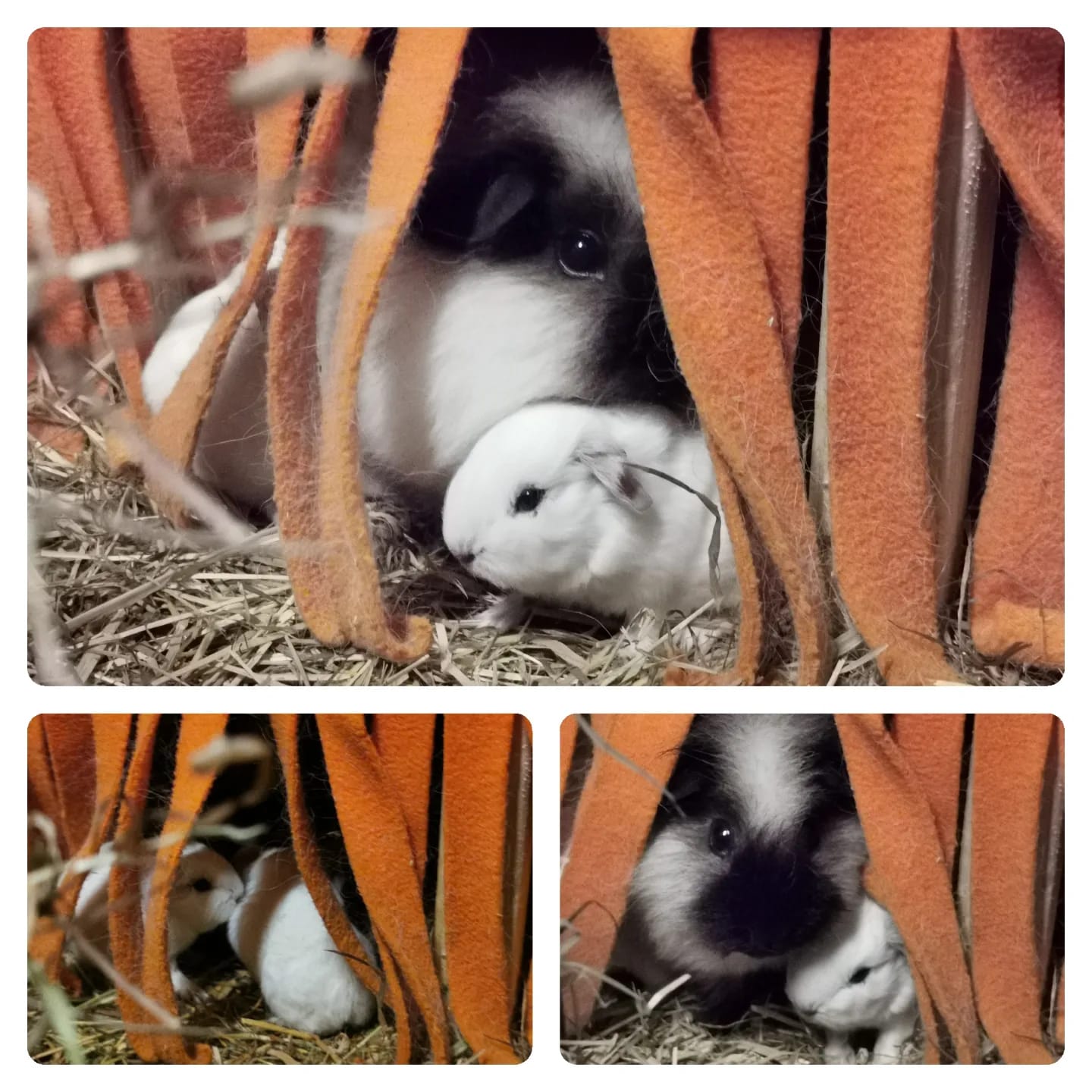 Toni´sTaten, Verstecke für Meerschweinchen